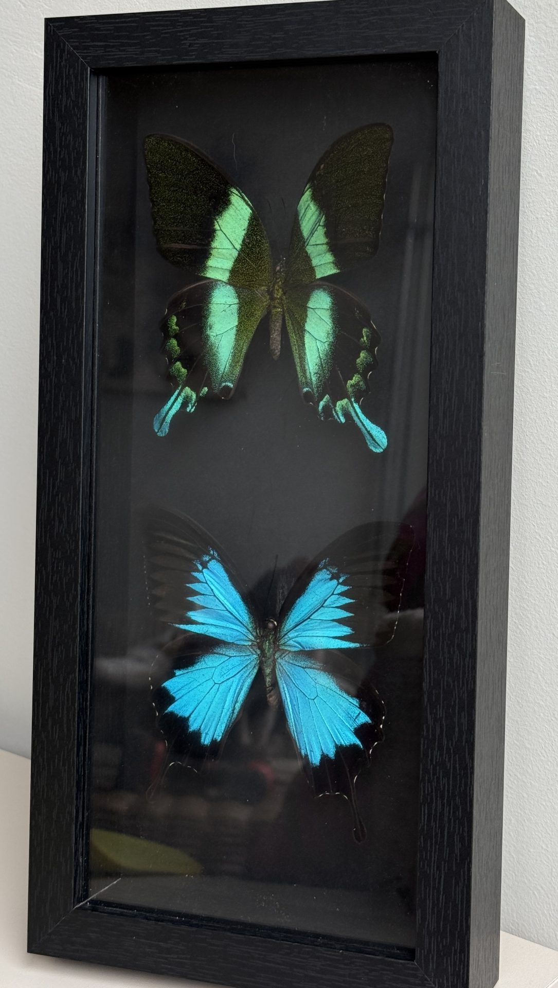 ingelijste vlinders set - Afbeelding 4