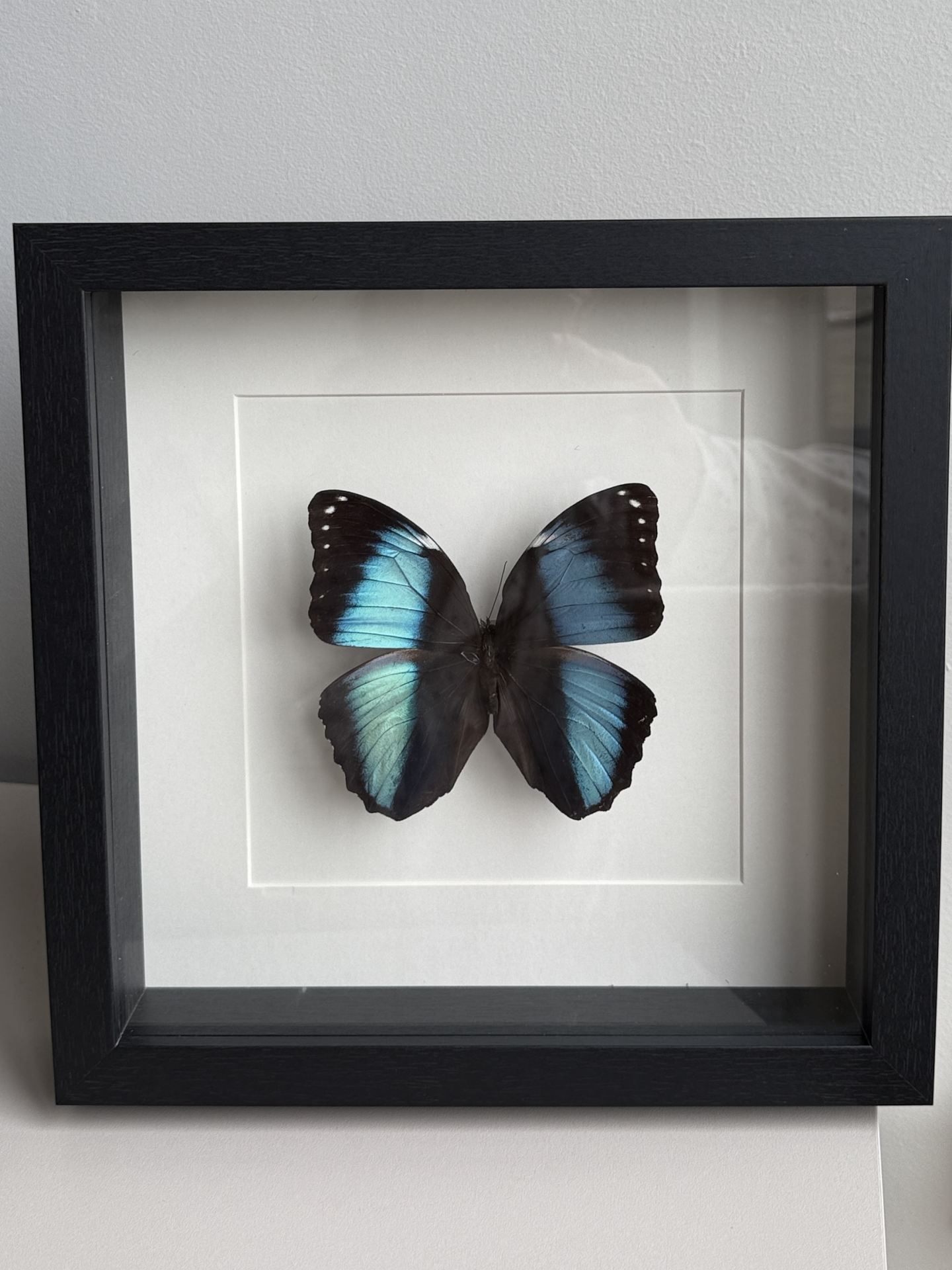 Morpho Achilles in lijst wit - Afbeelding 2