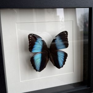Morpho Achilles in lijst wit