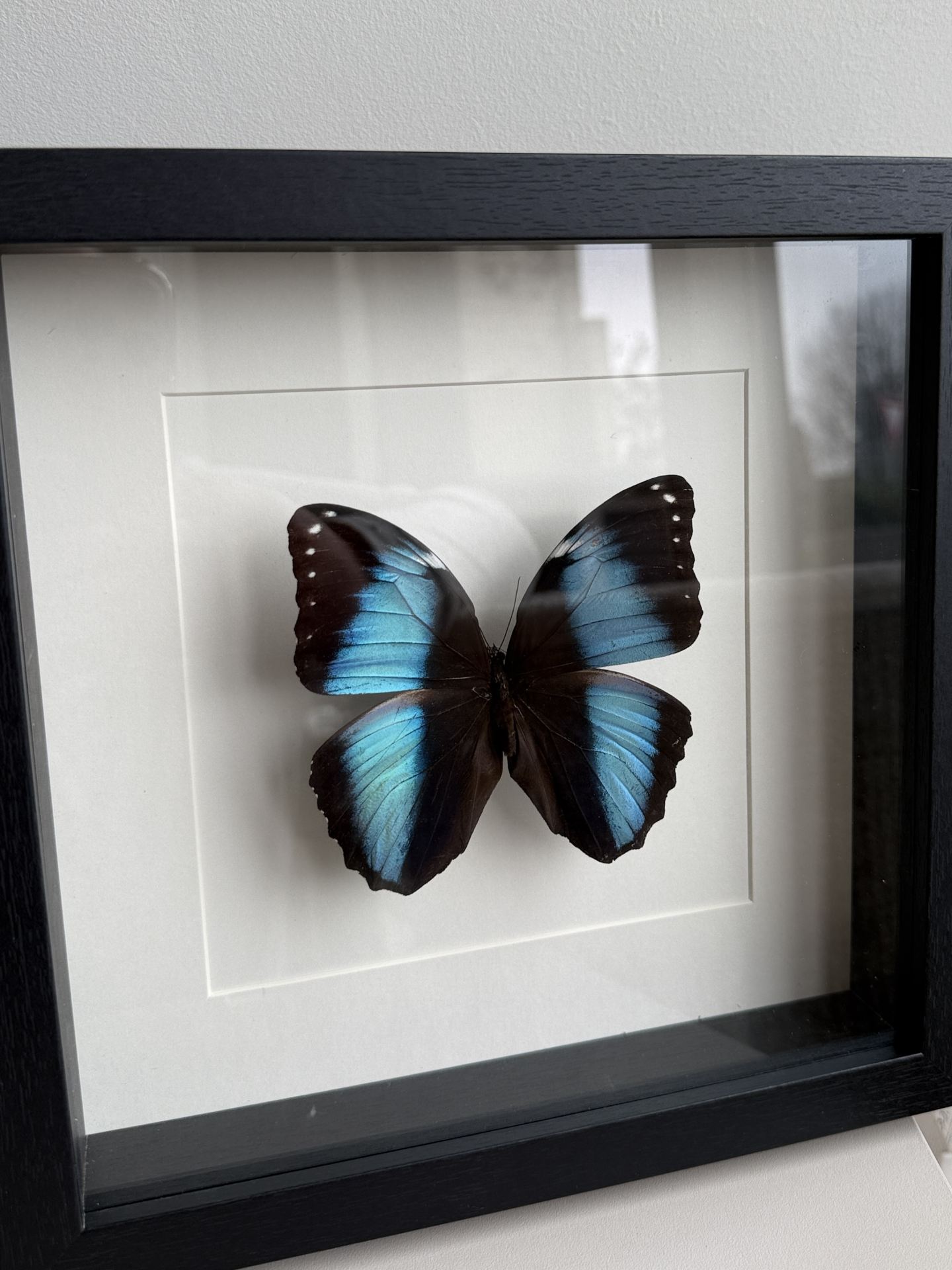 Morpho Achilles in lijst wit