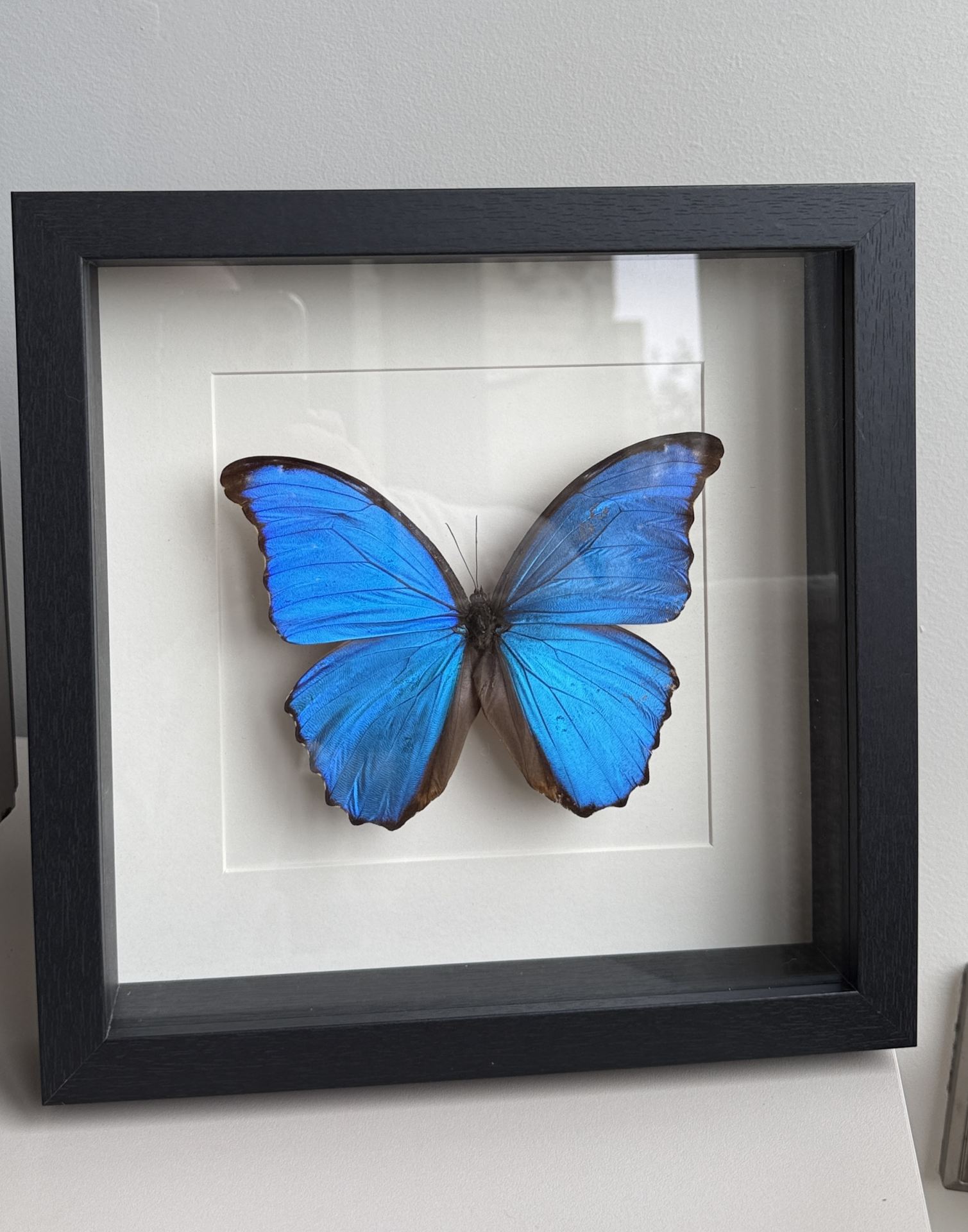 Morpho D wit lijst - Afbeelding 3