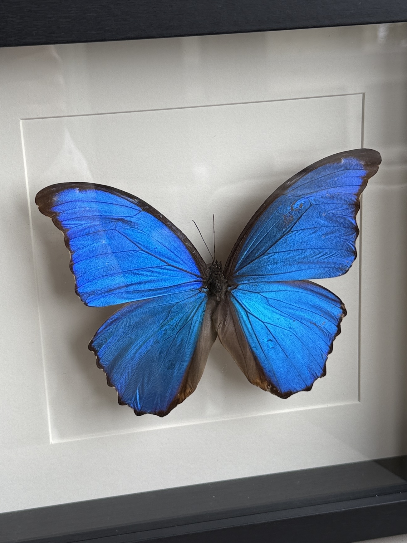 Morpho D wit lijst - Afbeelding 4