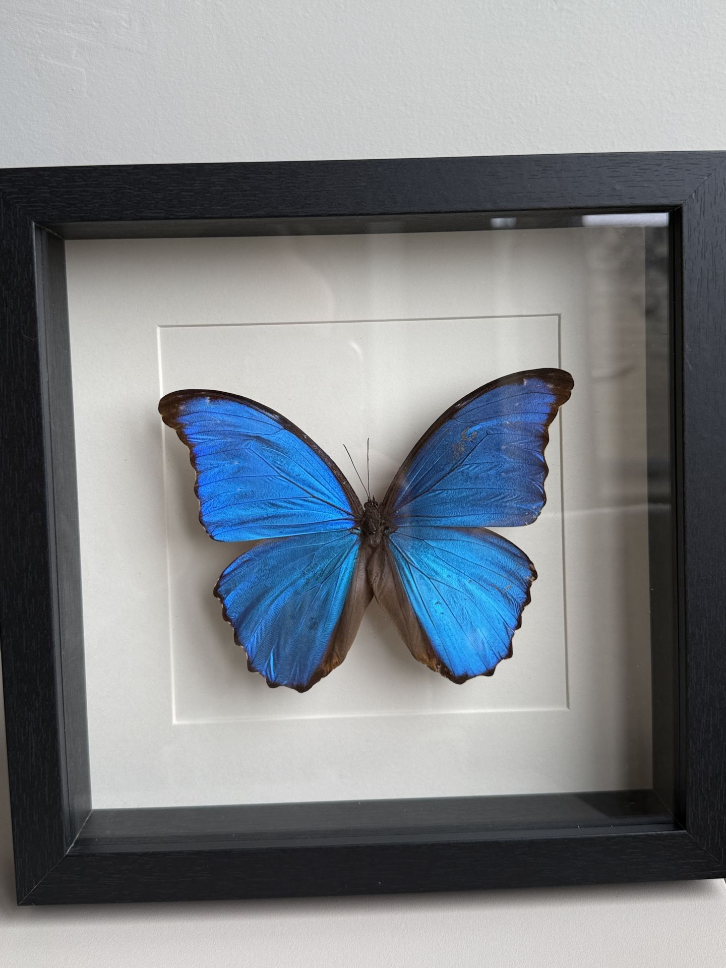 Morpho D wit lijst - Afbeelding 6