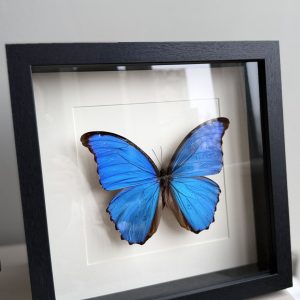 Morpho D wit lijst