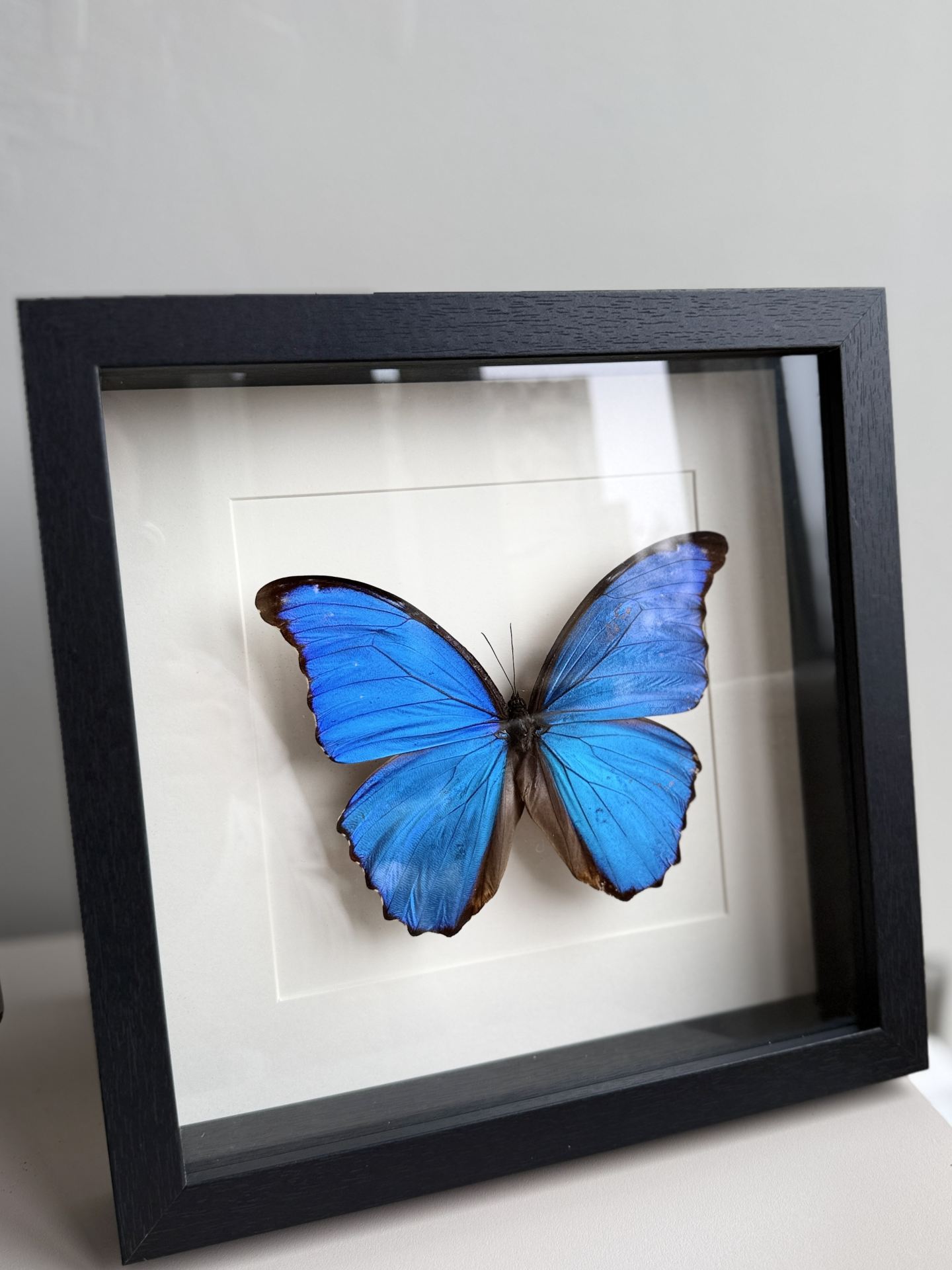 Morpho D wit lijst