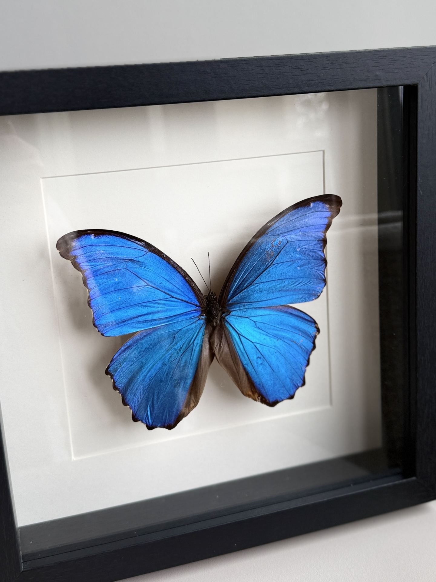 Morpho D wit lijst - Afbeelding 5