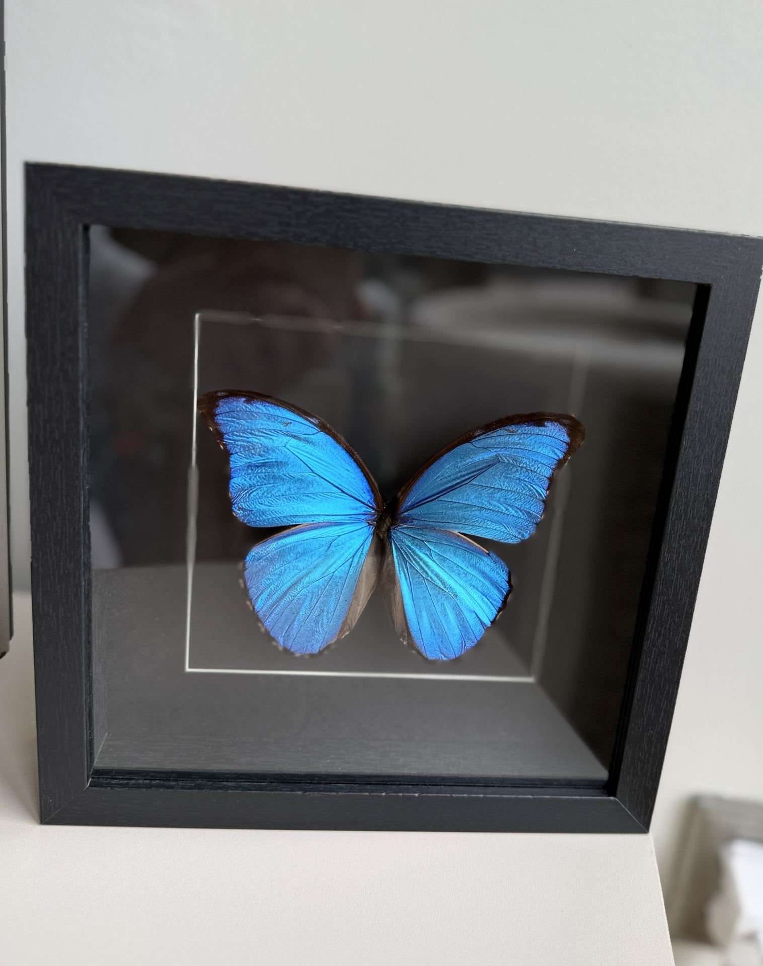 Morpho D zwart lijst - Afbeelding 5