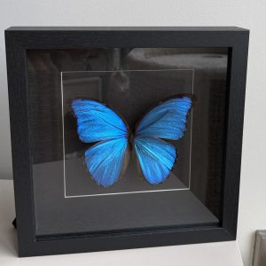 Morpho D zwart lijst