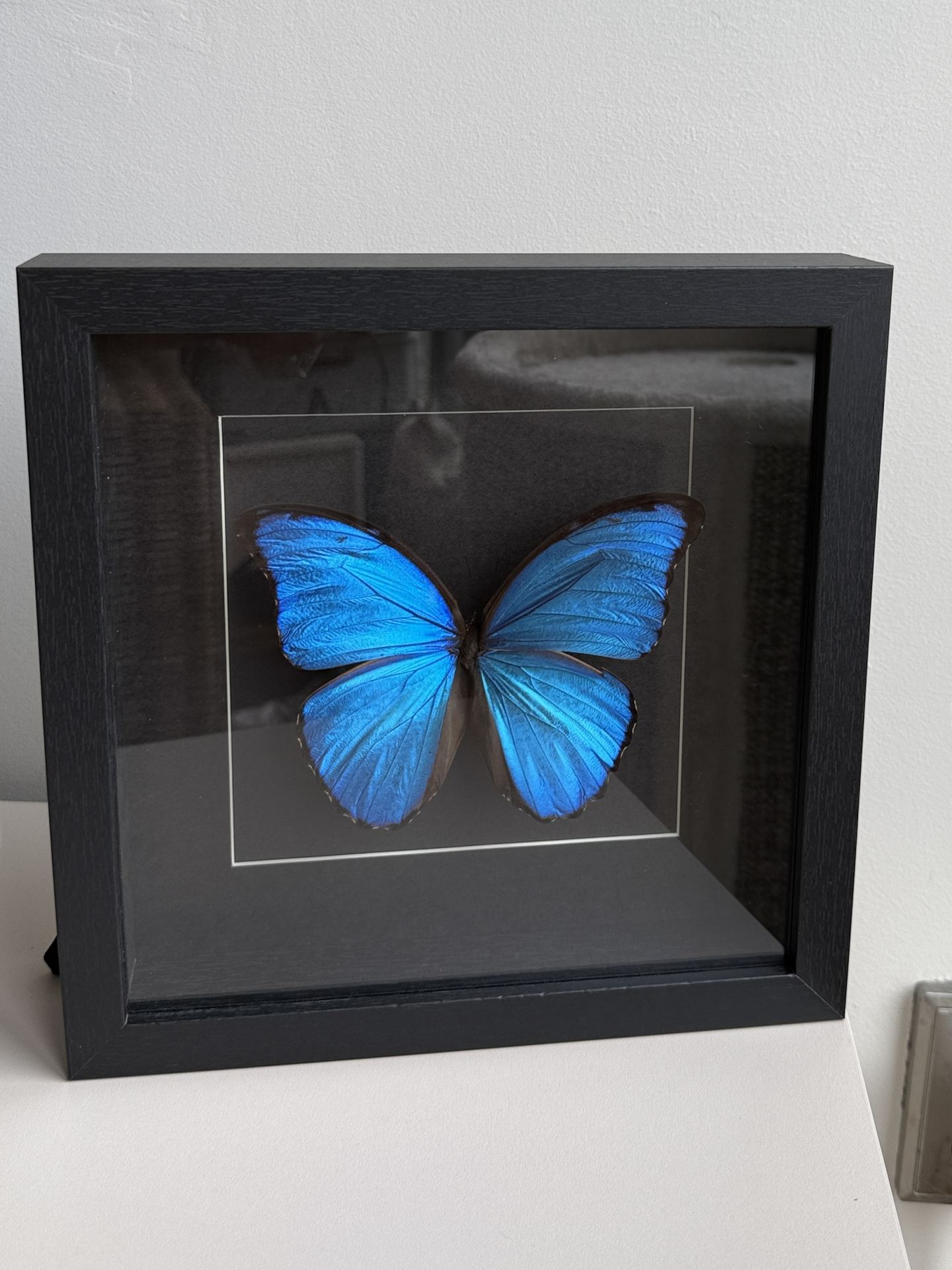 Morpho D zwart lijst