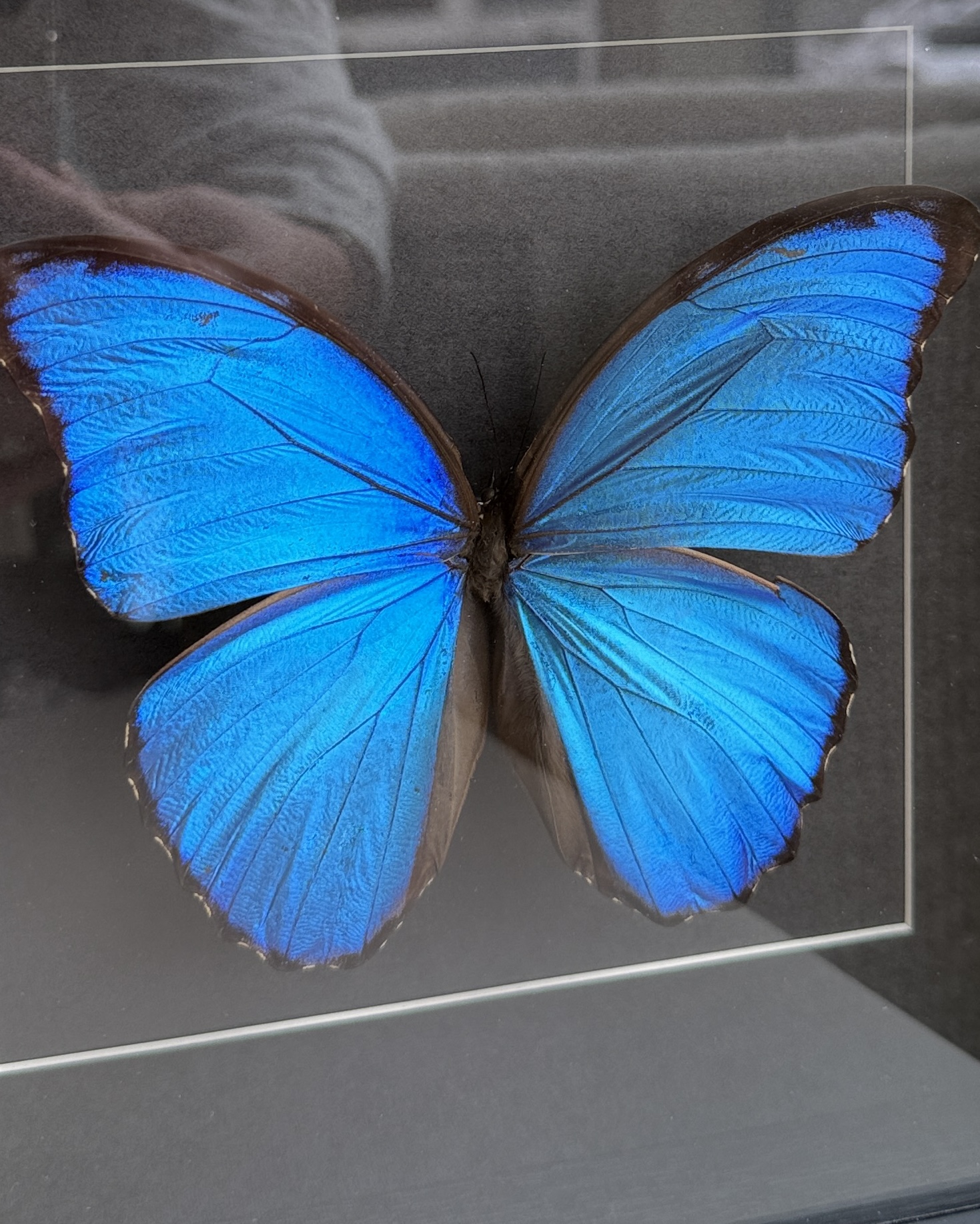 Morpho D zwart lijst - Afbeelding 3