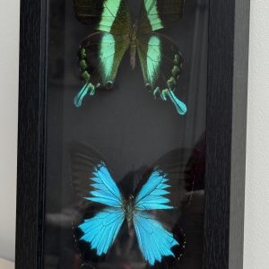 ingelijste vlinders set