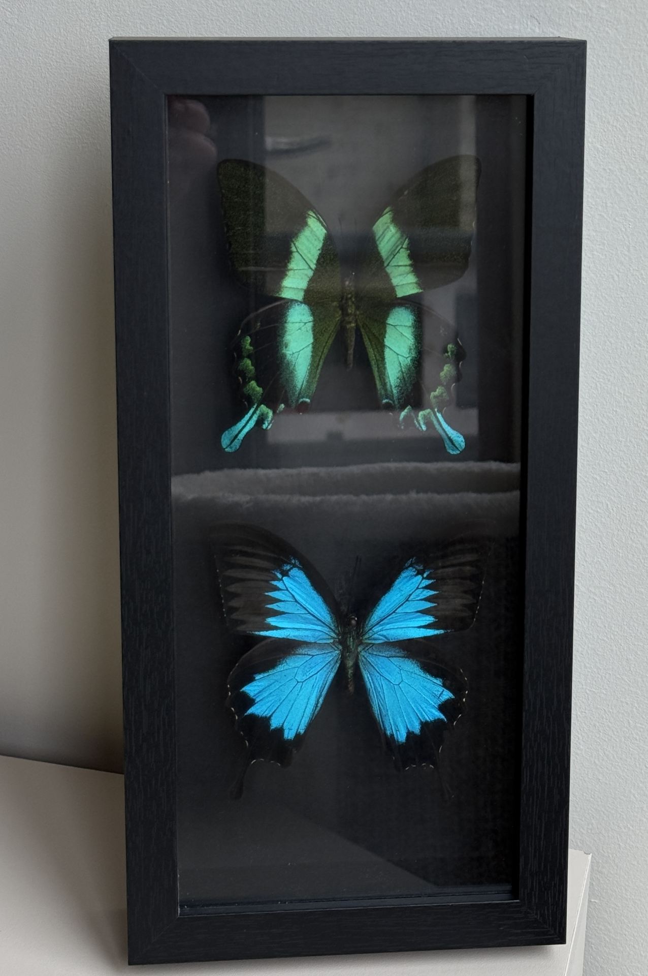ingelijste vlinders set - Afbeelding 3